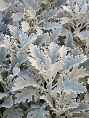 Dusty Miller Plant, Edging Plants, Small Yellow Flowers, Garden Planner, Dusty Miller, Cut Flower Garden, Moon Garden, White Gardens, Bedding Plants