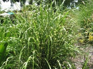 Who's growing Thysanolaena Maxima (Tiger Grass) ? - TROPICAL LOOKING PLANTS - Other Than Palms - PalmTalk Tiger Grass Plant, Tropical Looking Plants, Tiger Grass, Outdoor Sanctuary, Grasses Garden, Gap, Herbs, Plants