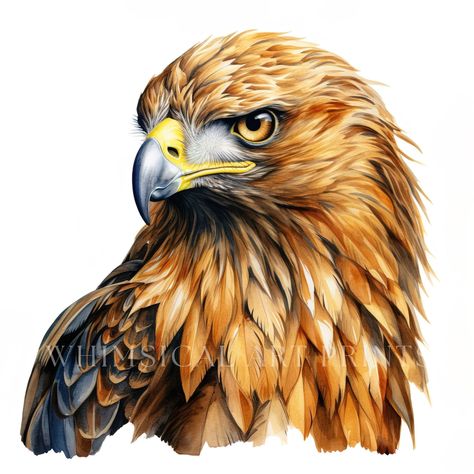 Watercolor Hawk, Eagle Digital Art, Golden Eagle Art, Eagle Outline, Eagle Clipart, Eagle Png, Eagle Artwork, Eagle Drawing, Eagle Images