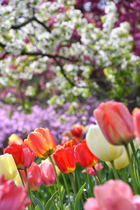 Frühling Wallpaper, Spring Flowers Wallpaper, Spring Scenery, Spring Images, Spring Pictures, Spring Mood, Spring Wallpaper, Spring Photos, Spring Photography