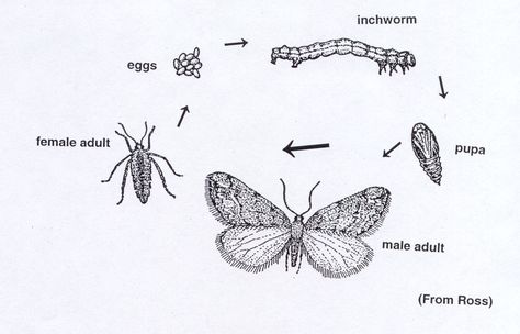 Inchworm Tattoo, Nature Learning, Homeschool Ideas, Life Cycle, Life Cycles, Lotus Flower Tattoo, School Stuff, Moth, Flower Tattoo