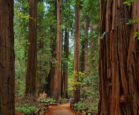 Red Wood Forest, Red Woods, Muir Woods National Monument, Wood Forest, Sequoia Tree, California Coastline, Redwood National Park, Muir Woods, Redwood Tree