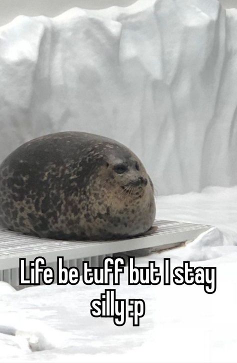 Seal Meme, Silly Seal, Funny Seals, Goofy Dog, Cute Seals, Baby Seal, Silly Animals, Cutest Thing Ever, Sea Lion