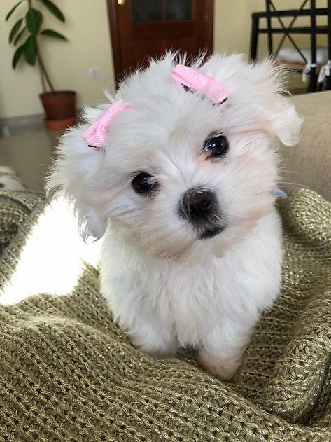 Maltipoo Haircut Styles, Maltese Dogs Haircuts, Puppy Maltese, Bichon Dog, Cute Fluffy Dogs, Cute Puppy Breeds, Cute Small Dogs, Dog Haircuts, Really Cute Puppies