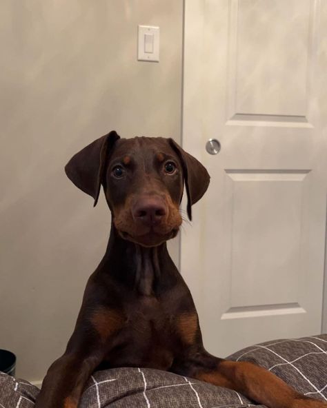 @zerk.the.doberman on IG Doberman Uncropped Ears, Brown Doberman Puppy, Doberman With Floppy Ears, Zooper Doopers, Brown Doberman, Mini Doberman, Wolf Hybrid, 3 Month Old, Dog Mommy