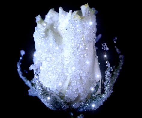 Crystalized Flowers, Diy Crystal Growing, Borax Crystals Diy, Grow Crystals, Well Craft, Making Crystals, Crystals Growing, Crystal Growing, Borax Crystals