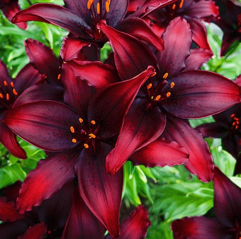 Asiatic Lily, Bulbous Plants, Summer Flowering Bulbs, Summer Bulbs, Goth Garden, Perennial Bulbs, Lily Bulbs, Fall Bulbs, Asiatic Lilies