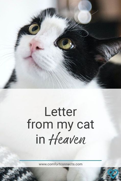 Cat In Heaven Quotes, Quotes About Losing A Pet Cat, Cats In Heaven Quotes, Missing My Cat In Heaven, Rip Cat Quotes, Cat Heaven Quotes, Cat Died Drawing, Pets In Heaven Quotes, Cat Bereavement Quotes