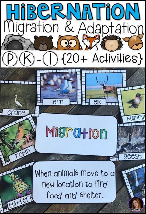 Migration Preschool, Hibernation Preschool Theme, Migration Activities, Hibernation Preschool Activities, Adaptations Activities, Hibernation Preschool, Hibernation Activities, Kindergarten Rocks, Animal Adaptations