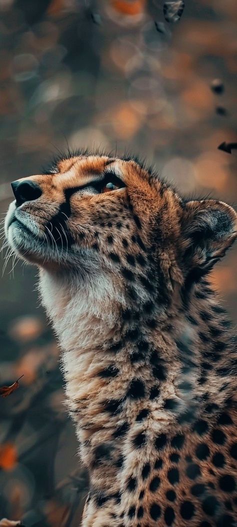 Dark Protector, Cheetah Photos, Jaguar Wallpaper, Cheetah Wallpaper, Big Cats Photography, Wild Animal Wallpaper, Exotic Cats, Animal Crackers, Majestic Animals