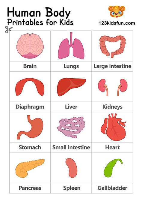 FREE Human Body Printables for Kids. Teach your kids about their bodies and the different organs. Great for homeschooling to learn about the human body. #HumanBody #homeschooling #printables Learning About Human Body Preschool, Body Systems For Kids, Human Body For Kids, Homeschooling Printables, Xray Machine, Human Body Printables, Human Body Worksheets, Human Body Projects, Free Human Body