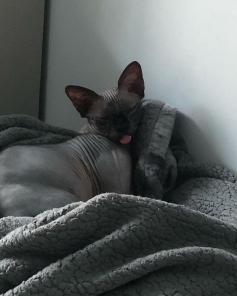 Black Hairless Cat Aesthetic, Black Sphynx Cat Aesthetic, Black Sphinx Cat, Sphinx Cat Aesthetic, Hairless Cat Aesthetic, Sphinx Aesthetic, Sphinx Cat Drawing, Sphynx Cat Aesthetic, Sphynx Aesthetic