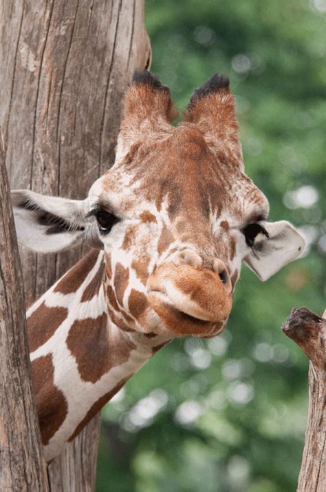 Giraffe Photos, Giraffe Pictures, Giraffe Art, A Giraffe, Cute Giraffe, Baby Giraffe, Cute Animal Pictures, Animal Wallpaper, Cute Creatures