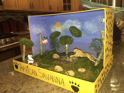 Diorama of  Cheetahs' Habitat. Ecosystems Diorama, Kindergarten Science Projects, Grassland Biome, Biomes Project, Diorama Kids, Ecosystems Projects, Diarama Ideas, Grassland Habitat, Habitats Projects