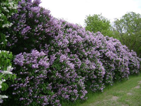 Lilac Bushes | lilac bushes the lilacs in both sd and iowa were beautiful they grow ... Hedge Plants, Garden Hedges, Privacy Plants, Lilac Bushes, Privacy Landscaping, Purple Garden, Aesthetic Couple, Garden Shrubs, Landscape Designs