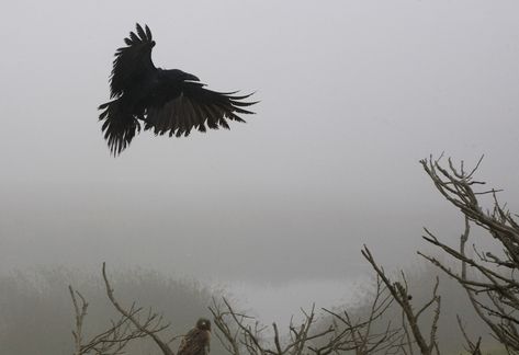 Explore john curley's photos on Flickr. john curley has uploaded 1779 photos to Flickr. Rinne Sharingan, The Vvitch, Miss Peregrines Home For Peculiar, Yennefer Of Vengerberg, Peculiar Children, Home For Peculiar Children, The Boogeyman, Last Ride, Crows Ravens