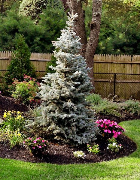 Evergreens - Basics Landscpaing Co., Inc. Evergreen Trees Landscaping, Colorado Landscaping, Blue Spruce Tree, Evergreen Landscape, Colorado Blue Spruce, Evergreen Garden, Farmhouse Landscaping, Landscape Designer, Front Landscaping