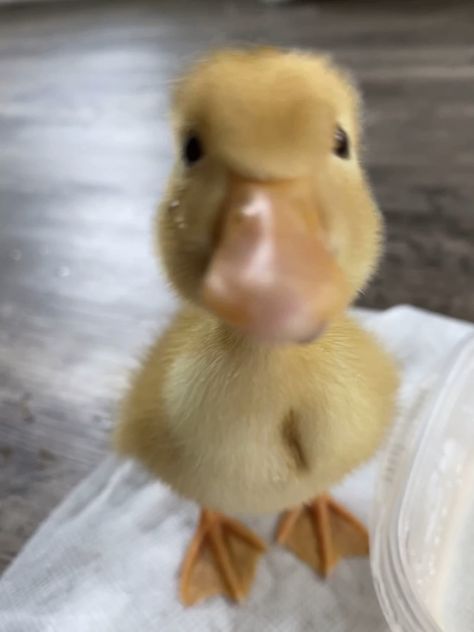 Silly Duck Pictures, Duckling Pictures, Cute Duck Pfp, Ducks Cute, Cute Ducks, Duck Pictures, Duck Photo, Pet Ducks, Cute Ducklings