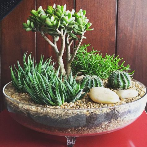 Mini Cactus Garden, Kaktus Dan Sukulen, Dekoratívne Vence, Diy Cactus, Tanaman Indoor, Succulent Garden Indoor, Succulent Garden Design, Succulent Garden Diy, Dish Garden