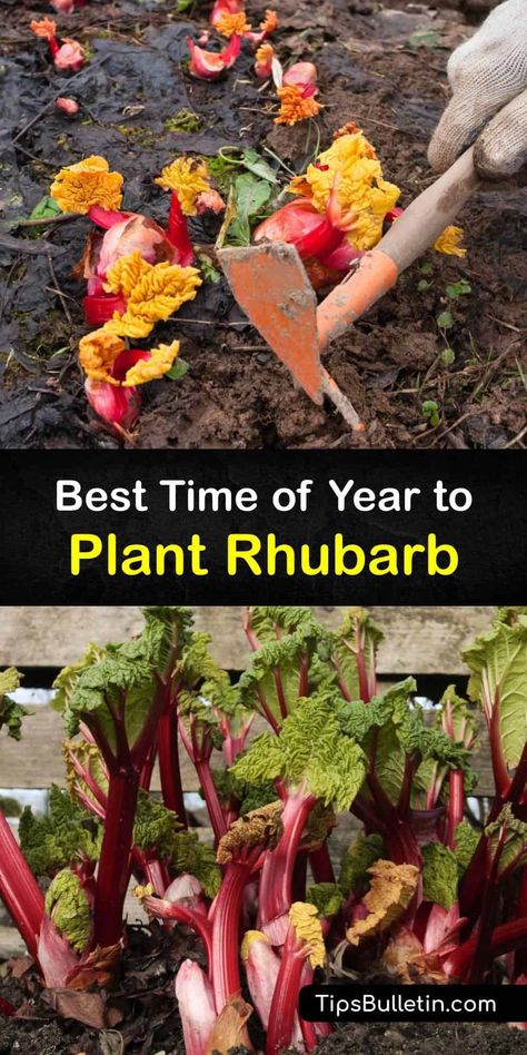 Growing Rhubarb In Containers, Rhubarb Companion Plants, Planting Rhubarb, Rhubarb Growing, Eatable Garden, Rhubarb Uses, Rhubarb Plant, Seasonal Gardening, Growing Rhubarb