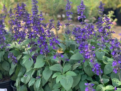 Salvia 'Mystic Spires Blue' Blue Plants, Holiday Hours, Attract Butterflies, Container Plants, Perennials, Soil, Plants, Blue