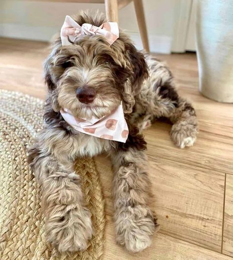 Mini Ausidoodle, Merle Cavapoo, Aussiedoodle Full Grown, Merle Doodle, Merle Labradoodle, Bougie Dog, Merle Poodle, Merle Dogs, Labradoodle Haircut