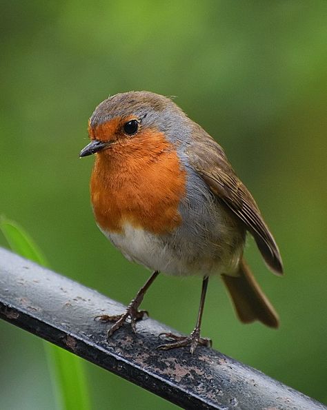 Pretty little robin redbreast. Photos Of Robins, Red Robin Drawing, Red Robin Tattoo, Robin Reference, Robin Aesthetic, Robin Embroidery, Red Robbin, Robin Illustration, Robin Bird Tattoos