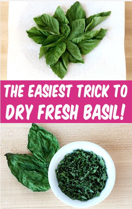 How To Dry Basil Leaves Fresh Herbs, Drying Fresh Basil, How To Dry Out Basil Leaves, Basil Drying Leaves, How To Preserve Fresh Basil Leaves, Candied Basil Leaves, How To Store Basil Leaves, How To Dry Fresh Basil Leaves, How To Save Fresh Basil