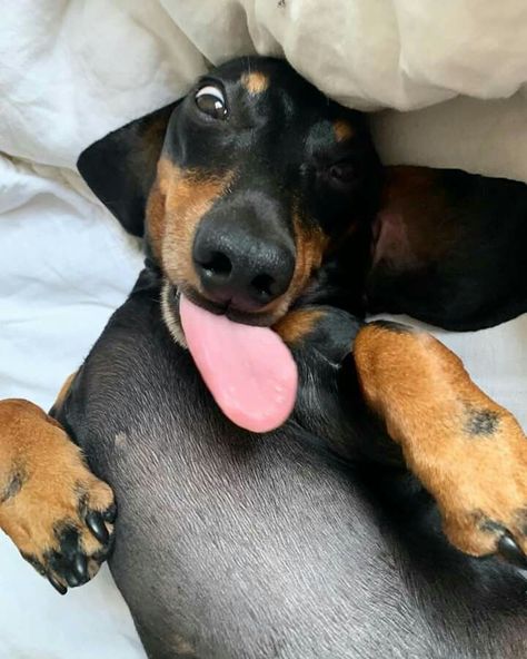 Weiner Dog Puppies, Weiner Dog Humor, Sausage Dog Puppy, Goofy Dog, Dog Business, Sick Dog, Cute Animals Puppies, Very Cute Dogs, Really Cute Dogs