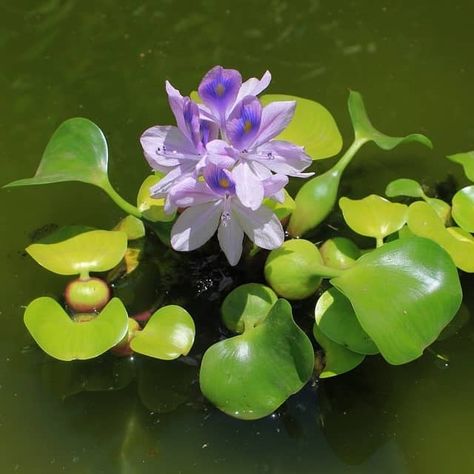 Water Hyacinth Flower, Hyacinth Plant, Floating Pond Plants, Tanaman Air, Taman Air, Planting Guide, Floating Plants, Pond Plants, Small Ponds