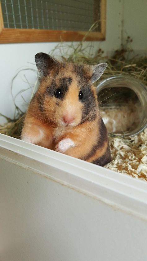 Hamster Homes, Guinea Pig Breeds, Unique Pets, Hamster Pics, Guinea Pig Breeding, Hamster Stuff, Hamster Life, Pig Breeds, Hamster Habitat