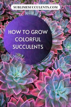 Succulent Garden Landscape, Succulent Planter Diy, Succulent Garden Indoor, Flowering Succulents, Succulent Garden Design, Succulent Garden Diy, Types Of Succulents, Colorful Succulents, Growing Succulents