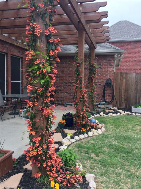 Tangerine crossvine on pergola. North Texas backyard Arizona Backyard Garden Ideas, Backyard Texas Landscaping, Southern Texas Landscaping, Central Texas Backyard Landscaping, Texas Yard Landscaping, Flower Bed Ideas Texas, Small Raised Garden Ideas, East Texas Landscaping, Tangerine Crossvine