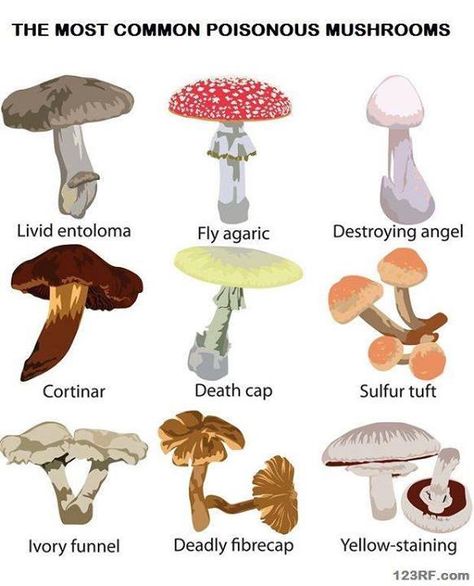 Types Of Mushrooms, Supraviețuire Camping, Mushroom Identification, Poisonous Mushrooms, Edible Mushrooms, Poisonous Plants, Mushroom Fungi, Wild Edibles, Wilderness Survival