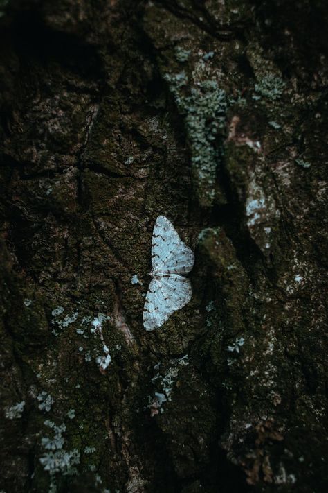 Free stock photo of beautiful, biology, butterfly images, daylight, environment, flower, insect, invertebrate, leaf, moth, outdoors, pattern, stone, summer, tree, wildlife, wood Website Aesthetic, Summer Tree, Butterfly Images, Tree Bark, Summer Patterns, Book Aesthetics, Dragon Age, 3d Animation, Free Photos