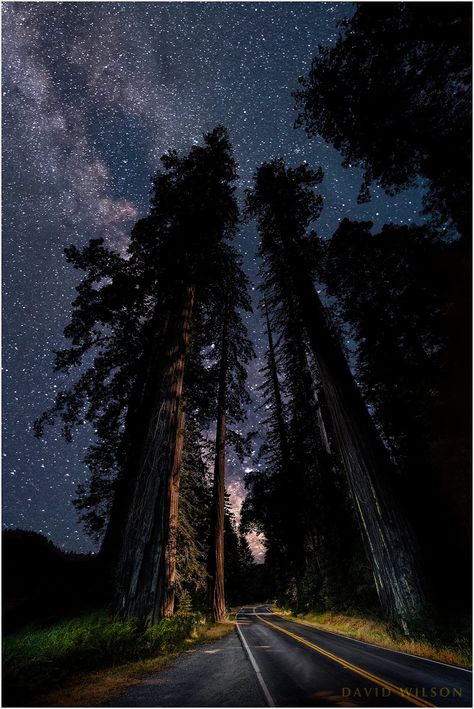 Southern Humboldt Milky Way over Towering Redwoods on the Avenue of the Giants in Humboldt Redwoods State Park, Humboldt County, California, USA : photographer: David Wilson Humboldt County Aesthetic, Redwood Photography, Avenue Of The Giants, Mystical Landscapes, Humboldt Redwoods State Park, Humboldt County California, Moonstone Beach, David Wilson, Humboldt County