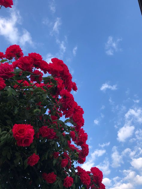 #roses #fashion #aesthetic #rosesaesthetic #sky Rose Aesthetic Pics, Rose Pics Flowers, Rose Flower Aesthetic Red, Rose Aethstetic, Red Sky Aesthetic, Flower Profile Picture, Aesthetic Red Rose, Roses Aesthetic Red, Red Flowers Aesthetic