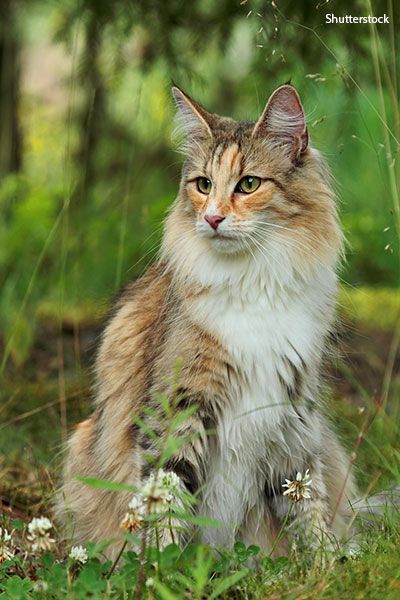 Cats In Forest, Cat In The Forest, Cats In The Wild, Largest Domestic Cat, Gato Calico, Large Cat Breeds, Domestic Cat Breeds, Norwegian Forest, Forest Cat