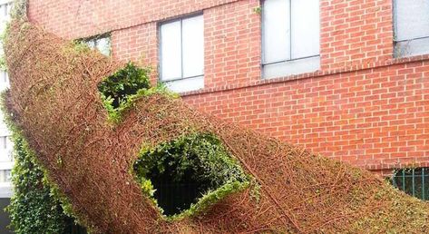 How to remove ivy vines from a wall easily External Insulation, Virginia Creeper, Ivy Vine, Stucco Walls, Fiber Cement, Plant Fibres, Resin Painting, Climbing Plants, Brick House