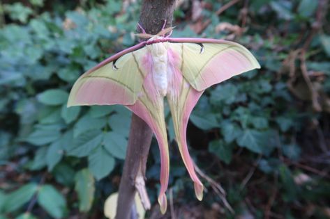 Actias rhodopneuma — pink spirit moth | Welcome, visitor! Mirror Spider, Pink Moth, Cute Moth, Moon Moth, Moth Art, Cool Bugs, Beautiful Bugs, Luna Moth, Creepy Crawlies