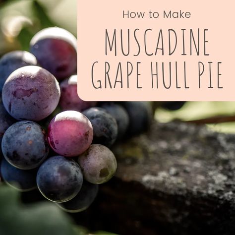 Muscadine Grape Hull Pie - Delishably Muscadine Recipe, Muscadine Jelly, Creamy Vanilla Ice Cream, Dessert Pie Recipes, Grape Recipes, Pie In The Sky, Pie Tops, Fruit Pie, Pie Tart