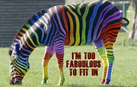 Holy Crap...I look Fabulous! Rainbow Stuff, Rainbow Zebra, Color Blind, So Creative, Over The Rainbow, Color Wheel, Zebras, Chronic Illness, Rainbow Colors