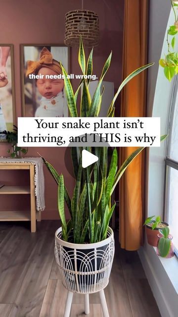 Snake Plant Drooping Leaves, Hydrophobic Soil, Snake Plant Soil, Snake Plant Decor, Snake Plant Indoor, Water Plants Indoor, When It Rains It Pours, Low Water Plants, Snake Plant Care