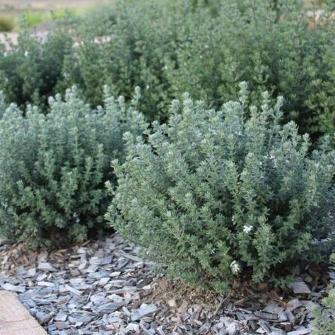 Coastal Rosemary, Westringia Fruticosa, Beach House Garden, Australian Native Garden, Seaside Garden, Australian Plants, Australian Garden, Australian Native Plants, Coastal Gardens