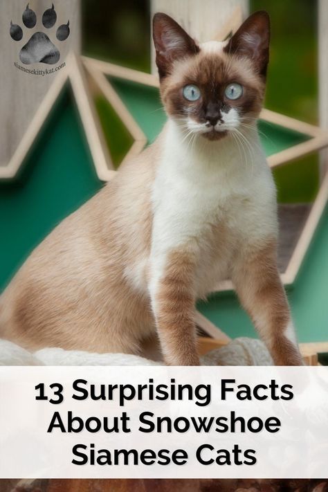 Snowshoe Siamese have their own unique personality and features that most, including myself, love them for. If you’re considering bringing a Snowshoe Siamese into your home, check this quick guide I drafted up using both my experience and hours upon hours of research; enjoy! #SiameseCats #AllAboutSiameseCats #AllAboutSiamese #SnowshoeSiamese #SnowshoeSiameseCats Snowshoe Siamese Cats, Siamese Cats Facts, Cat Breeds Siamese, Snowshoe Siamese, Snow Shoe, Snowshoe Cat, Cat Area, Cat Health Care, Cats Rule