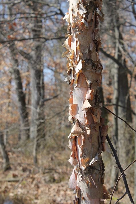 River Birch Trees Landscape, Birch Trees Garden, Tree Facts, River Birch Trees, Birch Trees Landscaping, Oak Tree Tattoo, Trees For Front Yard, River Birch, Urban Tree