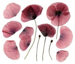 Arte Inspo, Human Art, Poppy Flower, Pressed Flowers, Pretty Flowers, High Quality Art Prints, Find Art, Flower Power, Framed Artwork