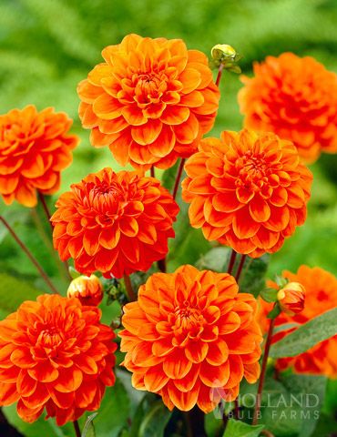 Give your borders a touch of class with our Orange Nugget Border Dahlia!. These bright orange flowering  plants grow 20-30  tall adding a nice height variety to your summer garden. These plants will do well in full sun to partial shade and make nice additions to fresh cut floral arrangements as well. You wouldn't be able to help but smile when see these bright orange and white flowers blooming this summer!  Click here for a complete guide on planting Dahlia!   Click here to read our Bulb Blog with more great information regarding growing Dahlias successfully! Dahlia Orange, Orange Flowering Plants, Orange And White Flowers, Planting Dahlias, Cranesbill Geranium, Growing Dahlias, Fall Bulbs, Plants Outdoor, Sun Flowers