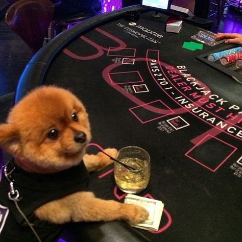 Blowing a few bank rolls at the canine casino  #blackjack #hitme #moneytoblow #cashflow #barking #bankrolls #canine #casino #cards #rich #dog #rdoi #luxury #woof #richdogsofinstagram #doggie #dealer #winnerwinnerchickendinner #getlikeme #gambling #gamblingdogs #vegas Rich Dog, Gambling Machines, Gambling Cake, Gambling Tattoo, Gambling Quotes, Gambling Party, Gambling Humor, Gambling Games, Card Tattoo