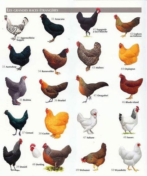 Best Chicken Breeds: 12 Types of Hens that Lay Lots of Eggs भारतीय इतिहास, Types Of Chickens, Tanaman Indoor, Keeping Chickens, Building A Chicken Coop, Backyard Chicken Coops, Lambada, Chickens And Roosters, Chicken Diy